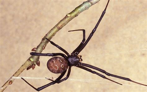 Female Brown Widow Spider