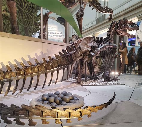 Smithsonian Natural History Museum: Fossil Hall, Dinosauria - A Trip to the Museum - The Fossil ...