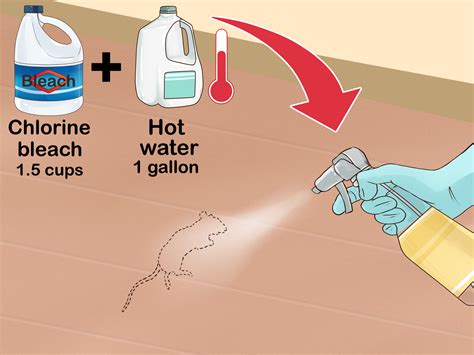 Best Disinfectant For Mouse Droppings at Chauncey Nicholson blog