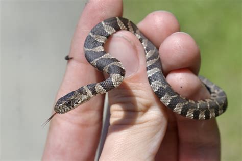 Northern Watersnake in May 2023 by Dimitris Salas. tiny baby, flipped ...