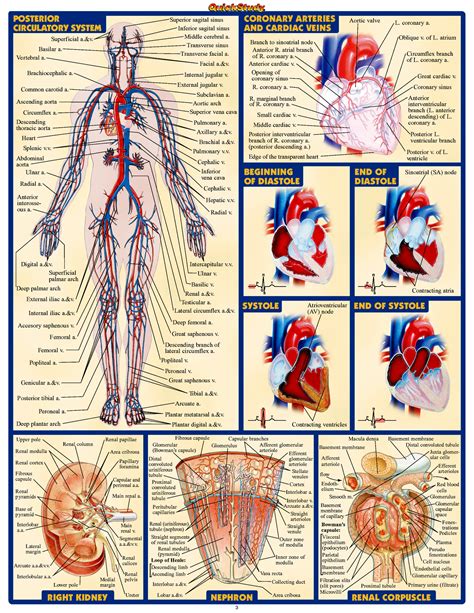 human anatomy atlas - ModernHeal.com