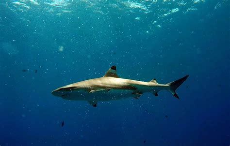 Black Tip Shark Diving Moorea | amanderson2 | Flickr