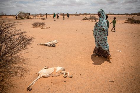 Drought caused 43,000 deaths in Somalia in 2022: UN - Dailynewsegypt