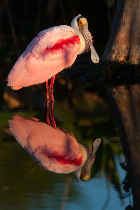 Florida Wildlife Photo Tour Workshop including Everglades — Slonina ...