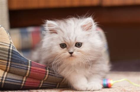 Are Kittens Fluffy – Things To Know! – FAQcats.com