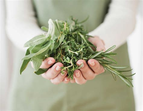 6 Medicinal Herbs You Can Grow | Herbs, Medicinal herbs, Herbalism