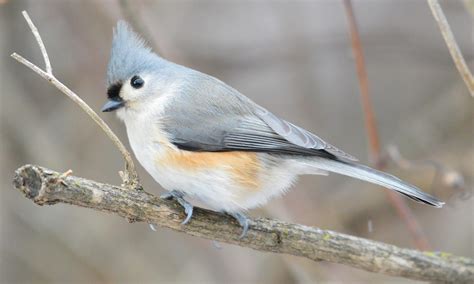 Tufted Titmouse (Baeolophus bicolor)