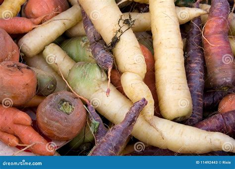 Carrot Varieties Horizontal Stock Image - Image of bunch, colourful: 11492443