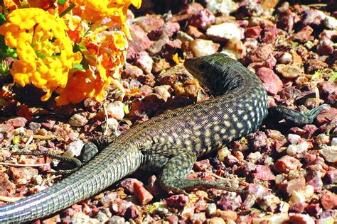 Photos: Wildlife in Lake Havasu City | Galleries | havasunews.com