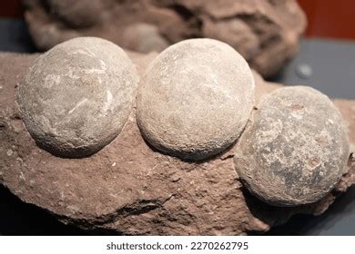 Dinosaur Fossils Natural History Museum Stock Photo 2270262795 ...