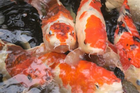 koi fish care Archives - Aquariadise