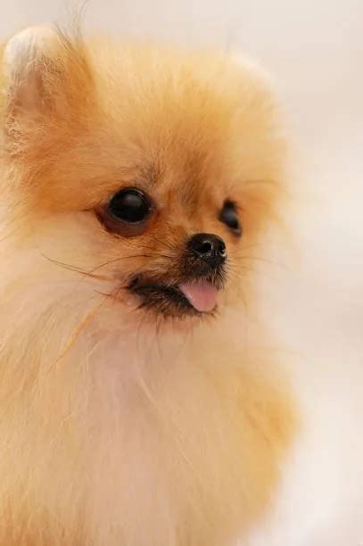 Pomeranian Chihuahua Mix Puppies For Sale: Buy Now! - The Chihuahua Guide