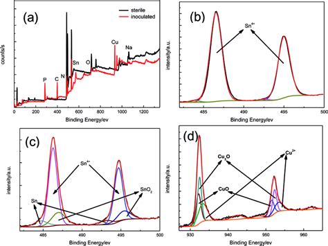 Wide-scan XPS spectra (a) and high-resolution XPS spectra observed for ...