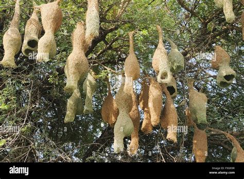 Baya weaver bird nests hanging on tree , Jodhpur , Rajasthan , India ...