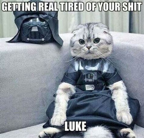 Star wars | Cats, Funny animal pictures, Cat memes