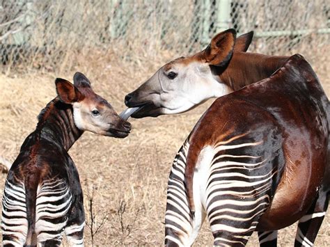 Okapi Tongue Ear