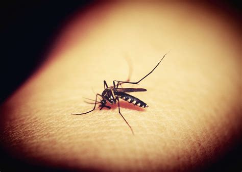 Mosquito Sucking Blood Free Stock Photo - Public Domain Pictures