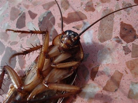 When Cockroaches Take Flight: How to Get Rid of Palmetto Bugs ...