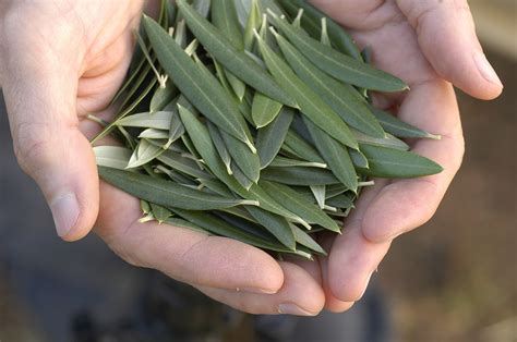 10 Benefits of Olive Leaf Extract | Benefits and Uses