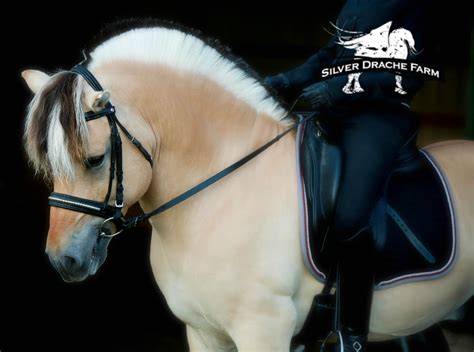 PCF Vidar to Compete at the National Dressage Pony Cup