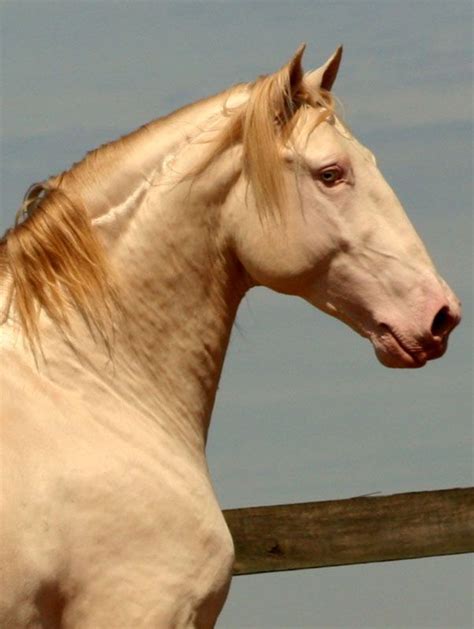 The Lusitano Collection | Horse breeds, Horses, Pretty horses