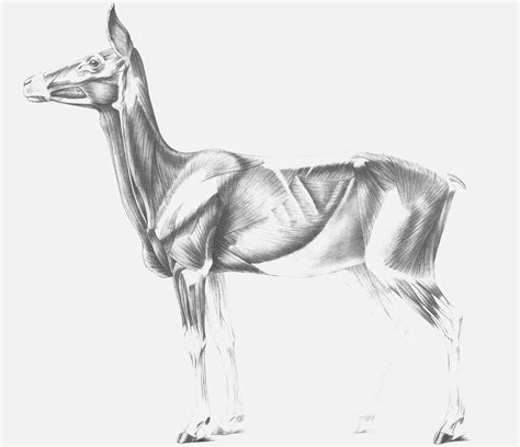 Deer muscle side view Animal Anatomy, Anatomy For Artists, Art Instructions, Hooves, Side View ...