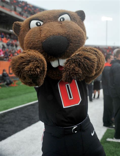 Here's looking at you, Beaver Nation! Oregon State University, Beavers, Seahawks, Mascot, Teddy ...