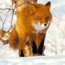 Red Fox Behavior | Wiki | Foxes Amino