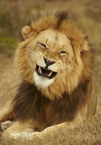 Laughing Lion GIF - Laughing Lion - Discover & Share GIFs