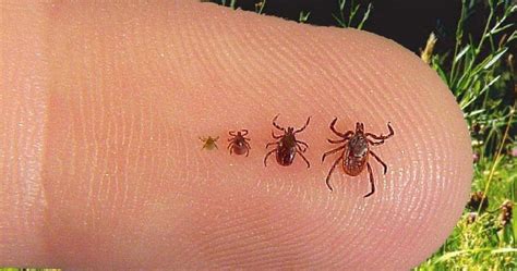 Tick Identification Guide and Size Chart | Test Ticks by NJ Labs