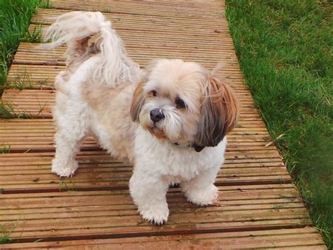 Adopt a Dog | Katie, Lhasa Apso | Dogs Trust Dogs Trust, Rehoming ...