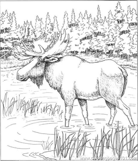 Moose Coloring Pages Characters - Free Printable Coloring Pages