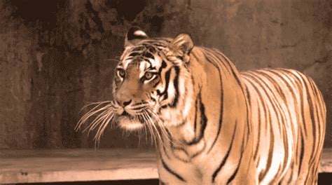 Roaring tiger гифки, анимированные GIF изображения roaring tiger ...