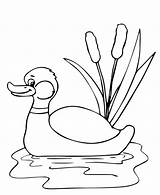 36 Free Duck Coloring Pages Printable sketch template