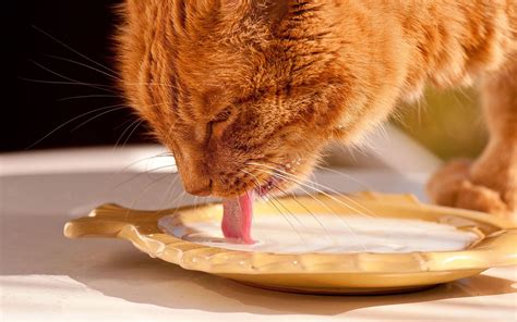 Brown tabby cat licking milk HD wallpaper | Wallpaper Flare