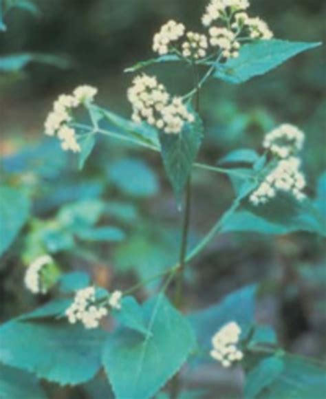 White snakeroot: a toxic plant to horses