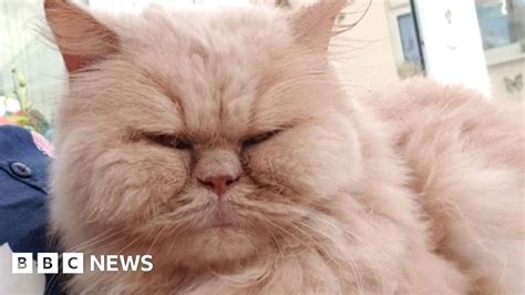 Cat killer who poisoned pets gets suspended sentence - BBC News