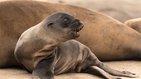 Protect the Sea Lion Rookery - San Diego Coastkeeper