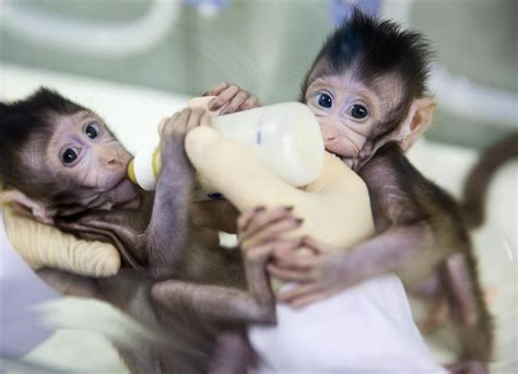 Chinese Scientists Successfully Clone Monkeys in Shanghai – That’s Shanghai