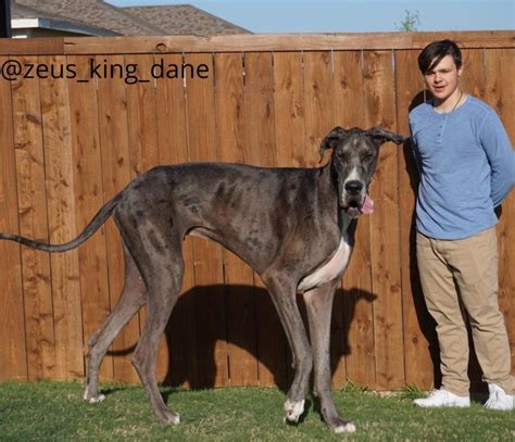 World's tallest living dog is Zeus, a Great Dane, according to Guinness World Records