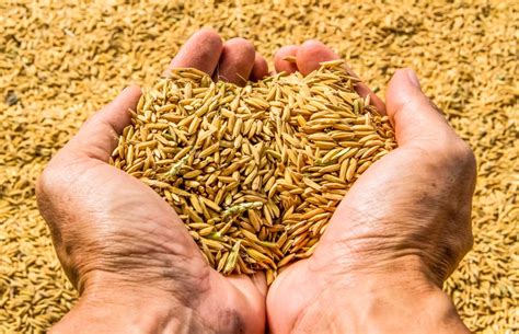 How have been the cultivation, research and export of Basmati rice? - Agriculture Post