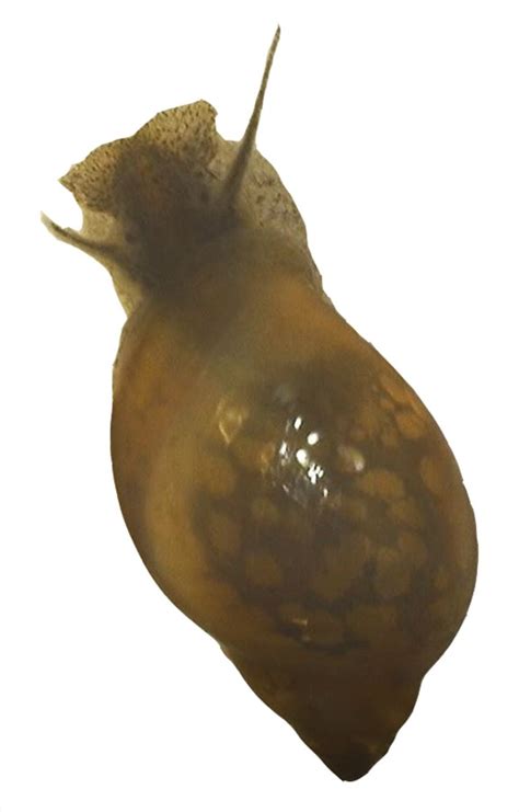 Physa acuta