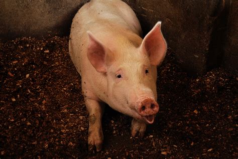 hey, hello | Farm animals. I don't agree to keep them locked… | Flickr