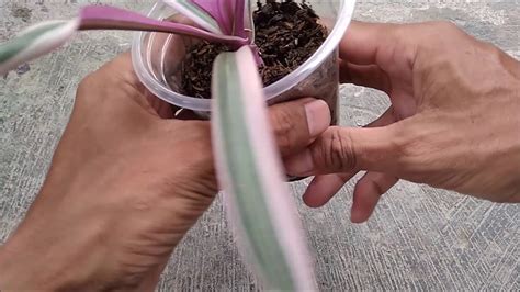 How to Propagate Tradescantia Spathacea Variegata With Update - YouTube