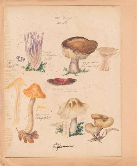 A Stunning, Hand-Illustrated Book of Mushrooms Drawn by an Overlooked 19th Century Female ...