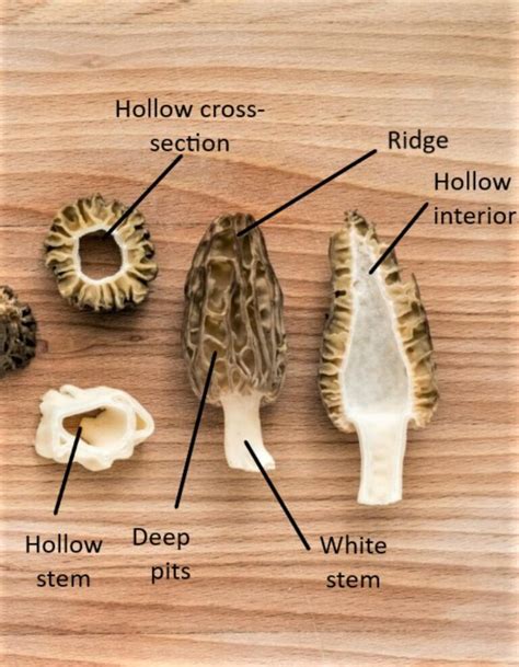 Morel Mushroom Identification: What to Look For and What to Avoid - Mushroom Appreciation