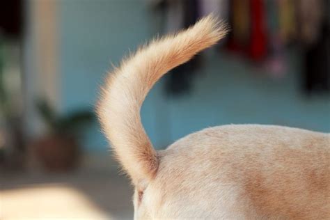 Why do dogs have tails? There's a good reason! - Golden Retriever Club