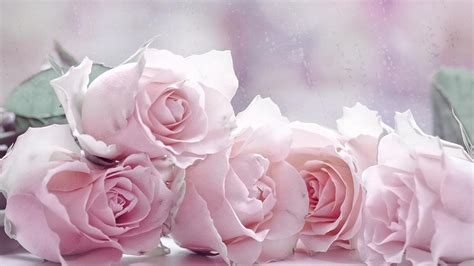 Pastel Pink Roses | Pink roses background, Rose flower wallpaper, Pink roses