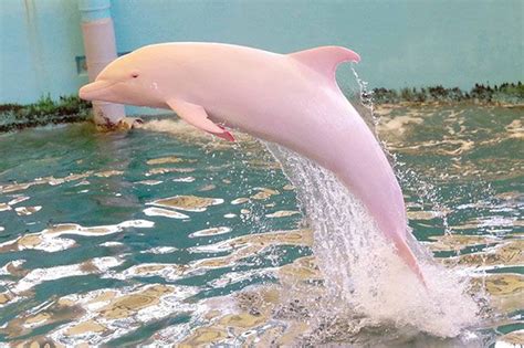 Meet Pinky, the Rare Pink Dolphin Swimming in Louisiana (and Into Your Heart): The Daily Details ...