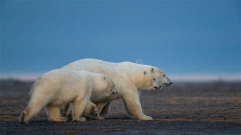 Three Cute Fluffy White Polar Bears Watching the Sunset in Natural Habitat Stock Photo - Image ...